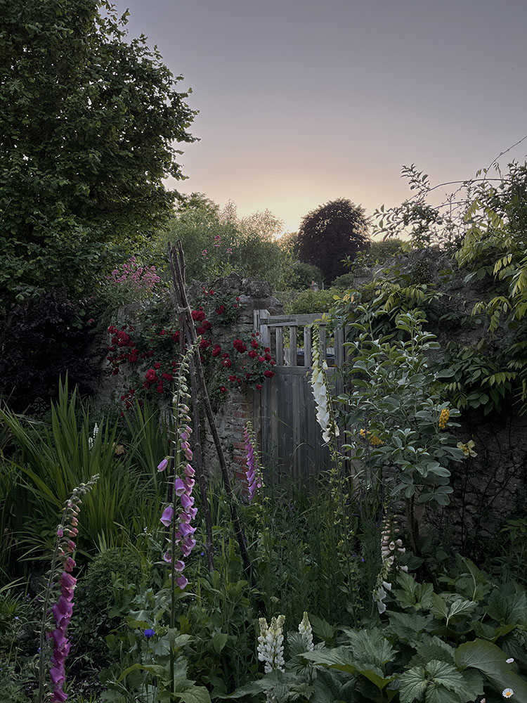 Foxglove dusk